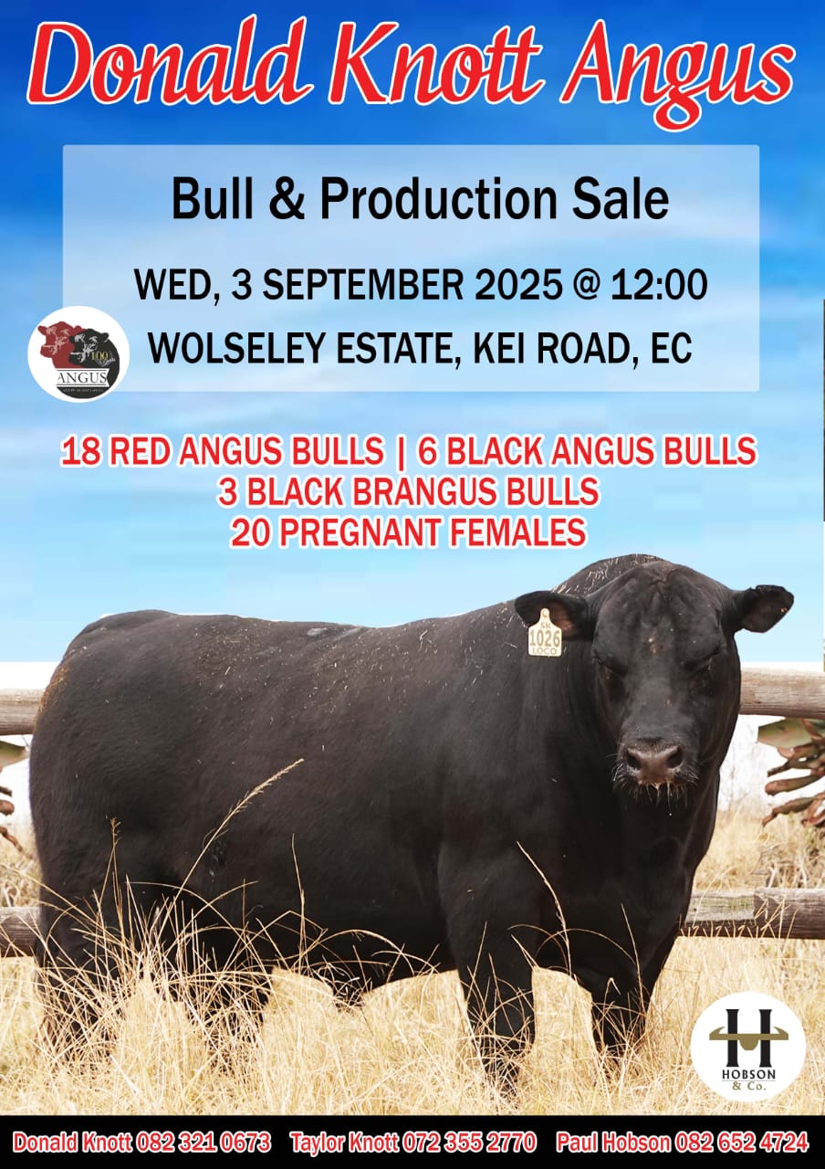 Knott Angus Sale