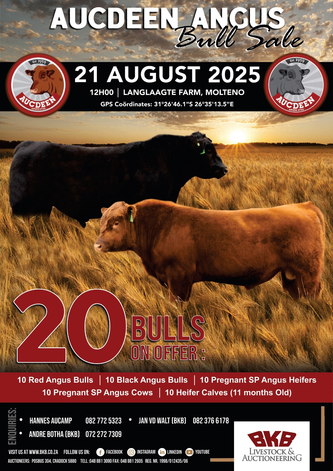 Aucdeen Angus Sale