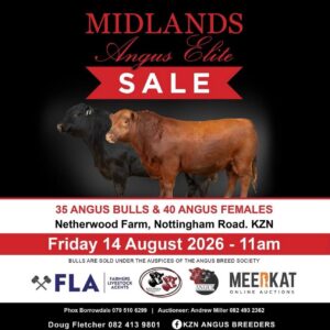 Midlands Elite Angus Sale