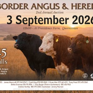 Border Angus Sale