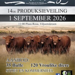Kroon Angus Veiling